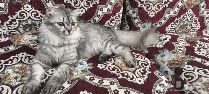 قطة أنثى بكر لم يمسسها أي عري 2