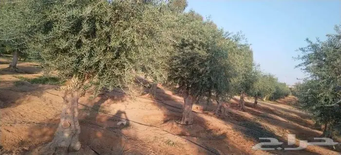 زيتون اشجار معمره 1