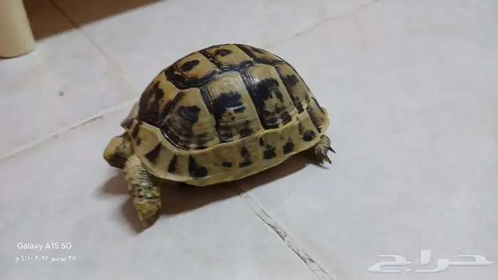 للبيع سلحفاة ب 150 ريال فقط 3