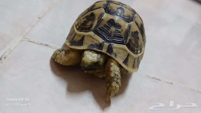 للبيع سلحفاة ب 150 ريال فقط 2