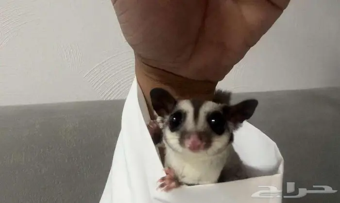 سنجاب 9 شهور شوقر قلايدر 0