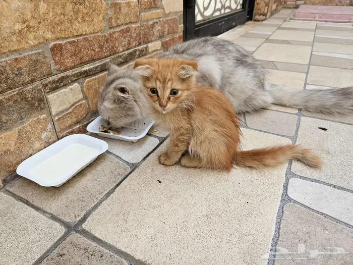 كيتن شيرازي فولد 1