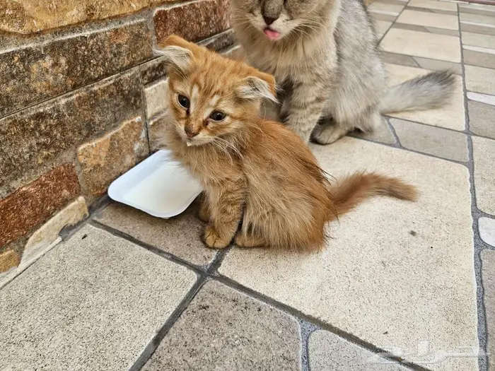 كيتن شيرازي فولد 0