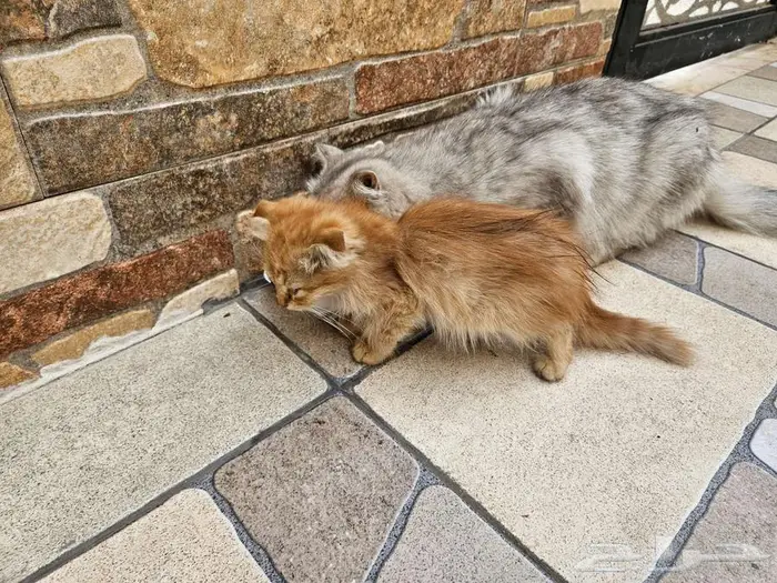 كيتن شيرازي فولد 2