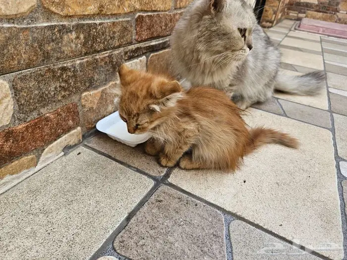 كيتن شيرازي فولد 3