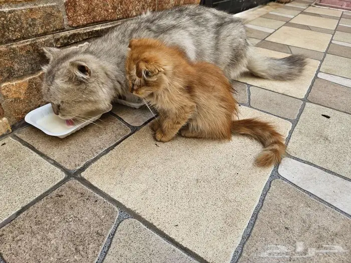 كيتن شيرازي فولد 4