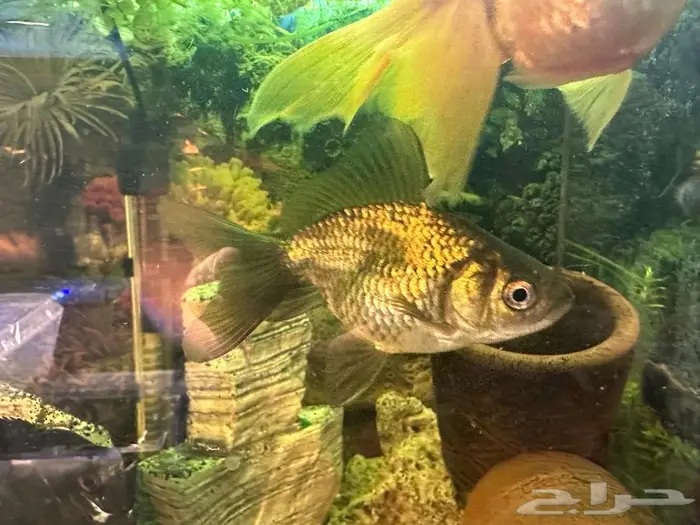 أسماك زينة للبيع او البدل بأسماك صغيره 4