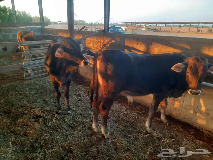 للبيع عدد 2 عجول 1