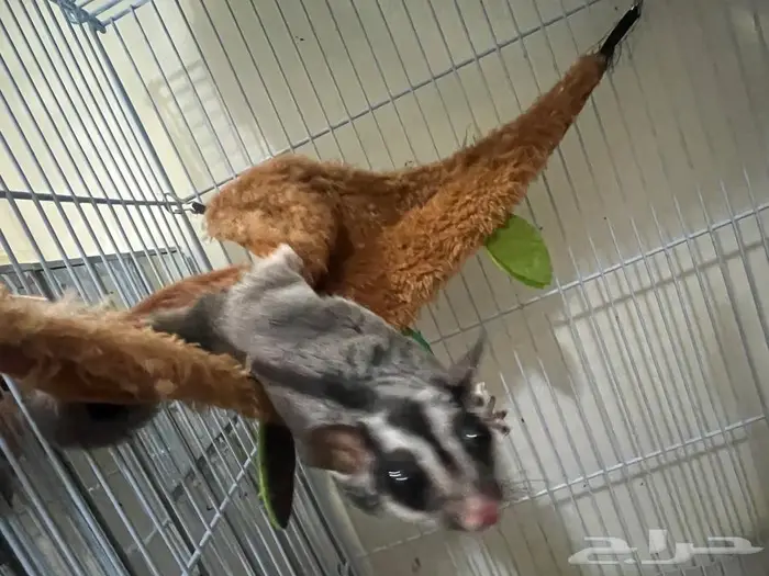 سنجاب للبيع 1