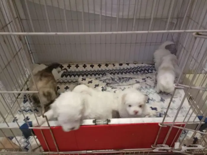 جراوي مالتيز العمر شهرين 0