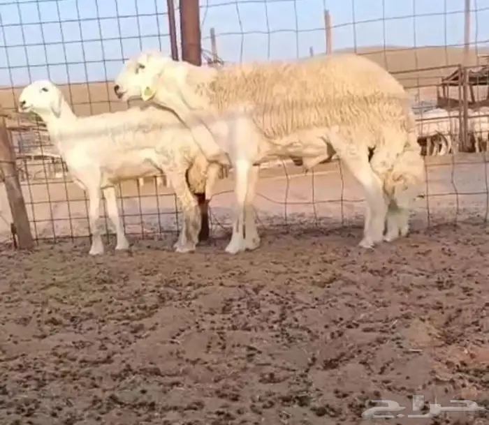 فحل مشروط من حلال الصياد في أملج -الحد موجود 0