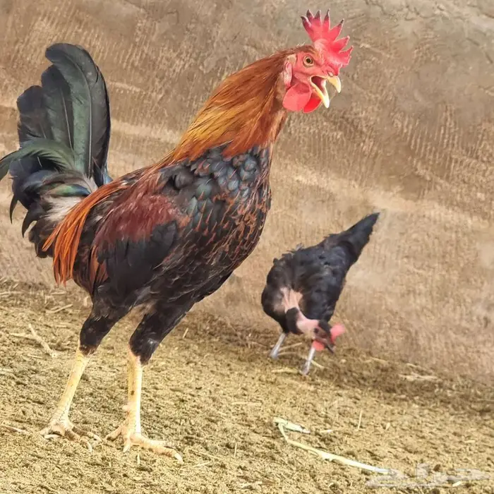 ديك للبيع على السوم 3