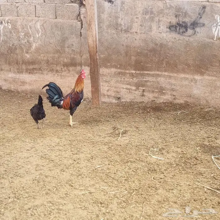 ديك للبيع على السوم 1