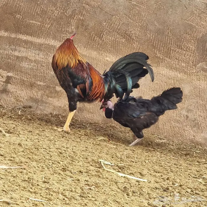 ديك للبيع على السوم 0