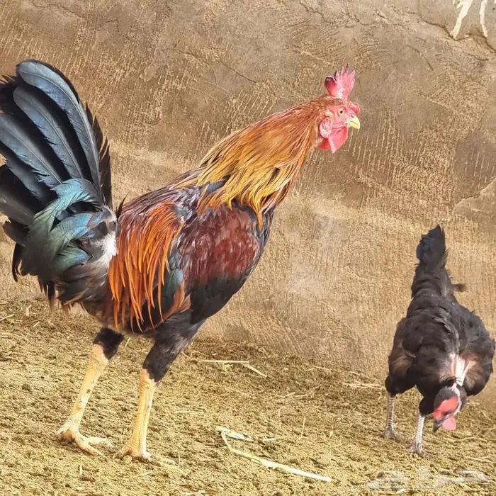 ديك للبيع على السوم 5