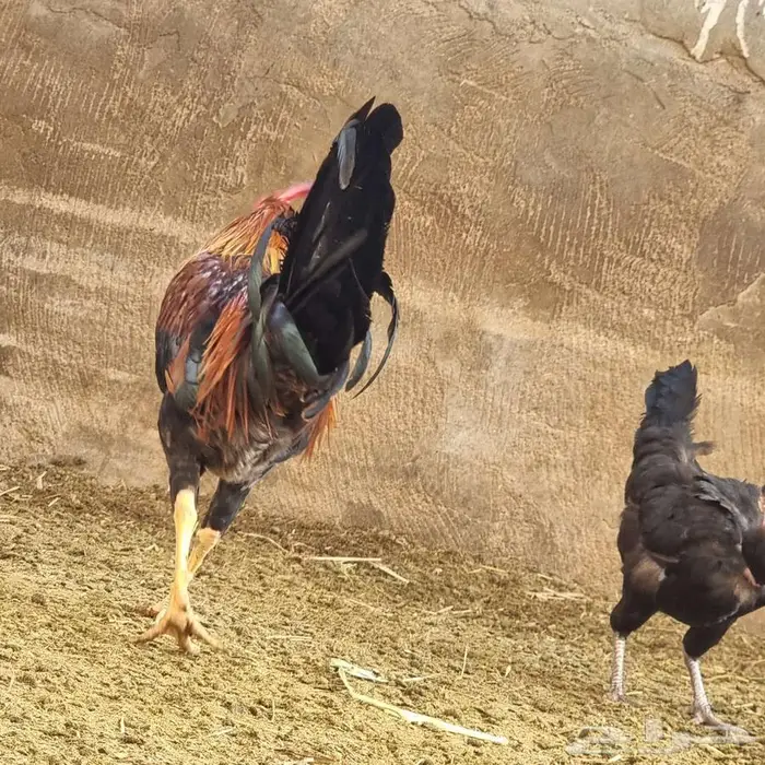 ديك للبيع على السوم 6