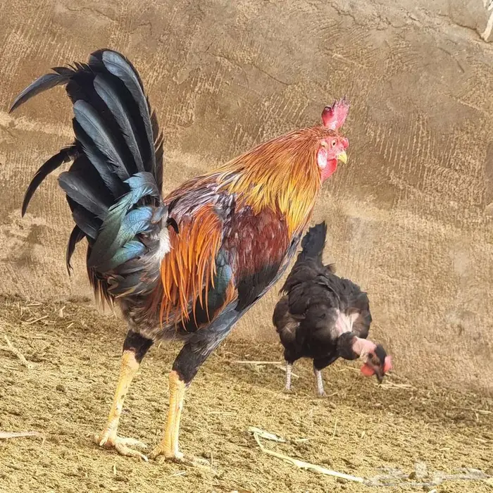 ديك للبيع على السوم 7