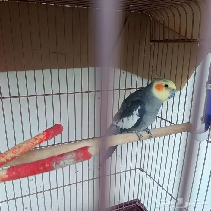 ذكر بغبغاء كروان(كوكتيل) 1