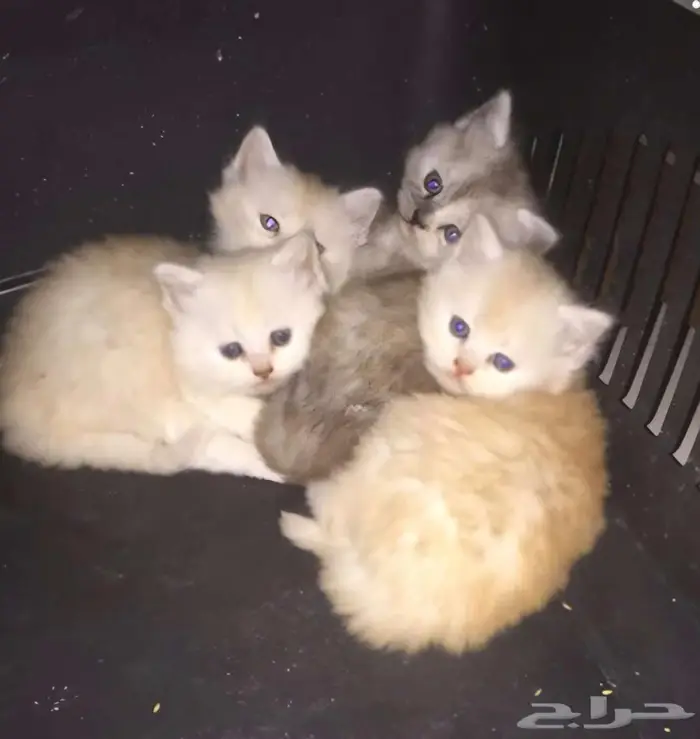 كيتن للتبني بمبلغ رمزي 0