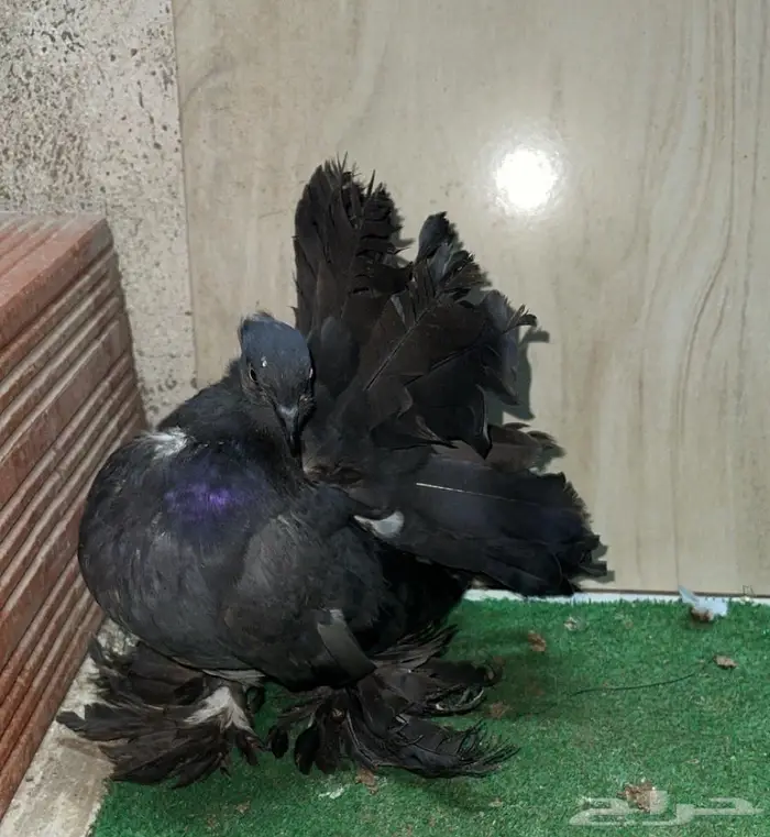 زوج رقاص معاه فرخين 3