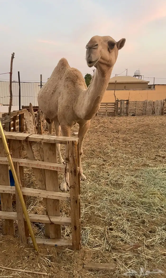 للبيع ناقة سديس ضريبه كفو شقحا 4