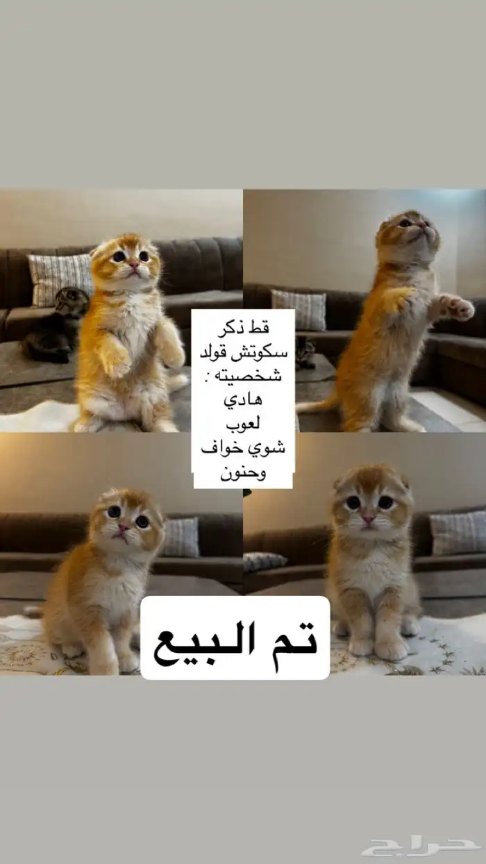 قطط سكوتش قولد للبيع 3