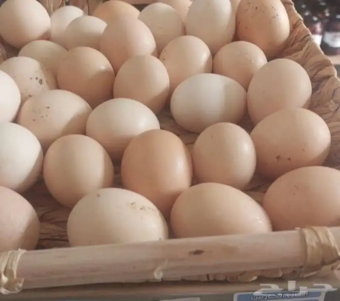 بيض بلدي عضوي 0