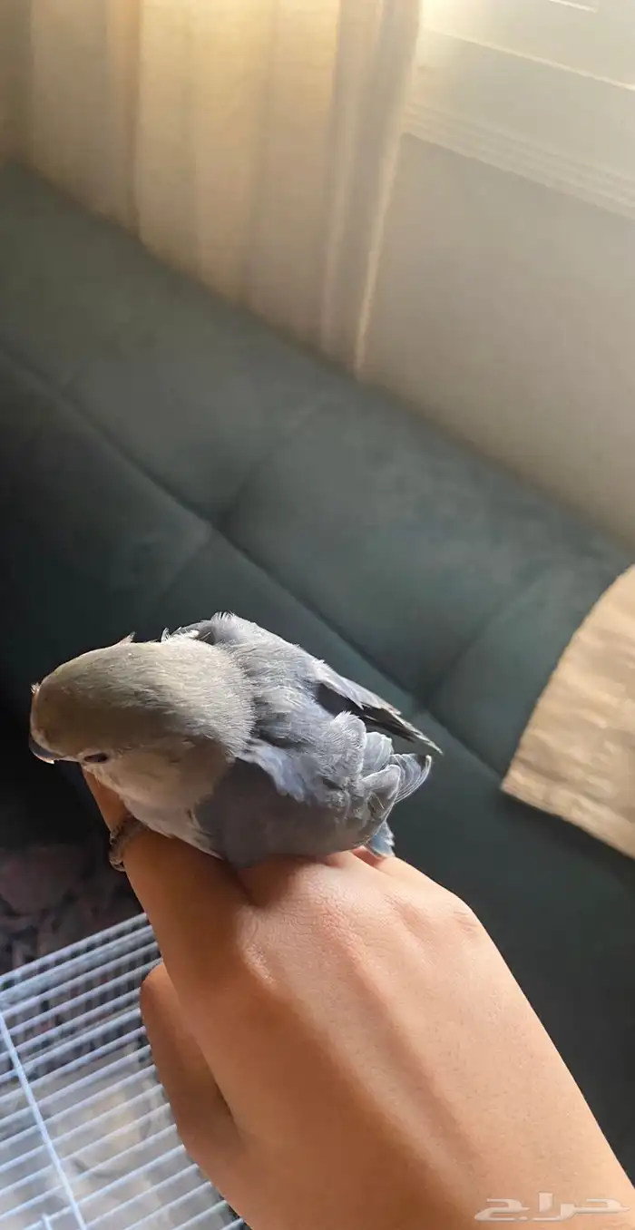 طير روز للبيع ب 200 مع القفص 2