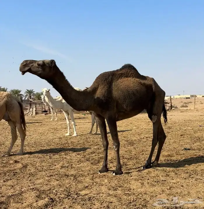 ضروبه طيبه 5