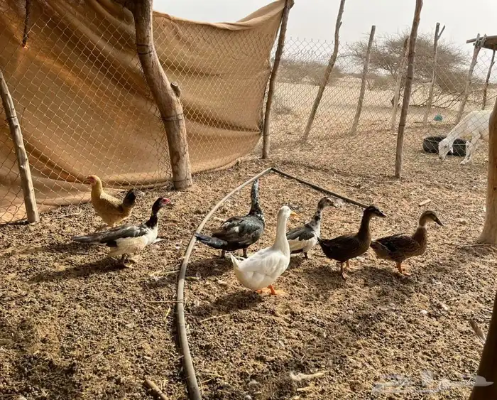 بط بلدي وبط بكيني العدد6 0