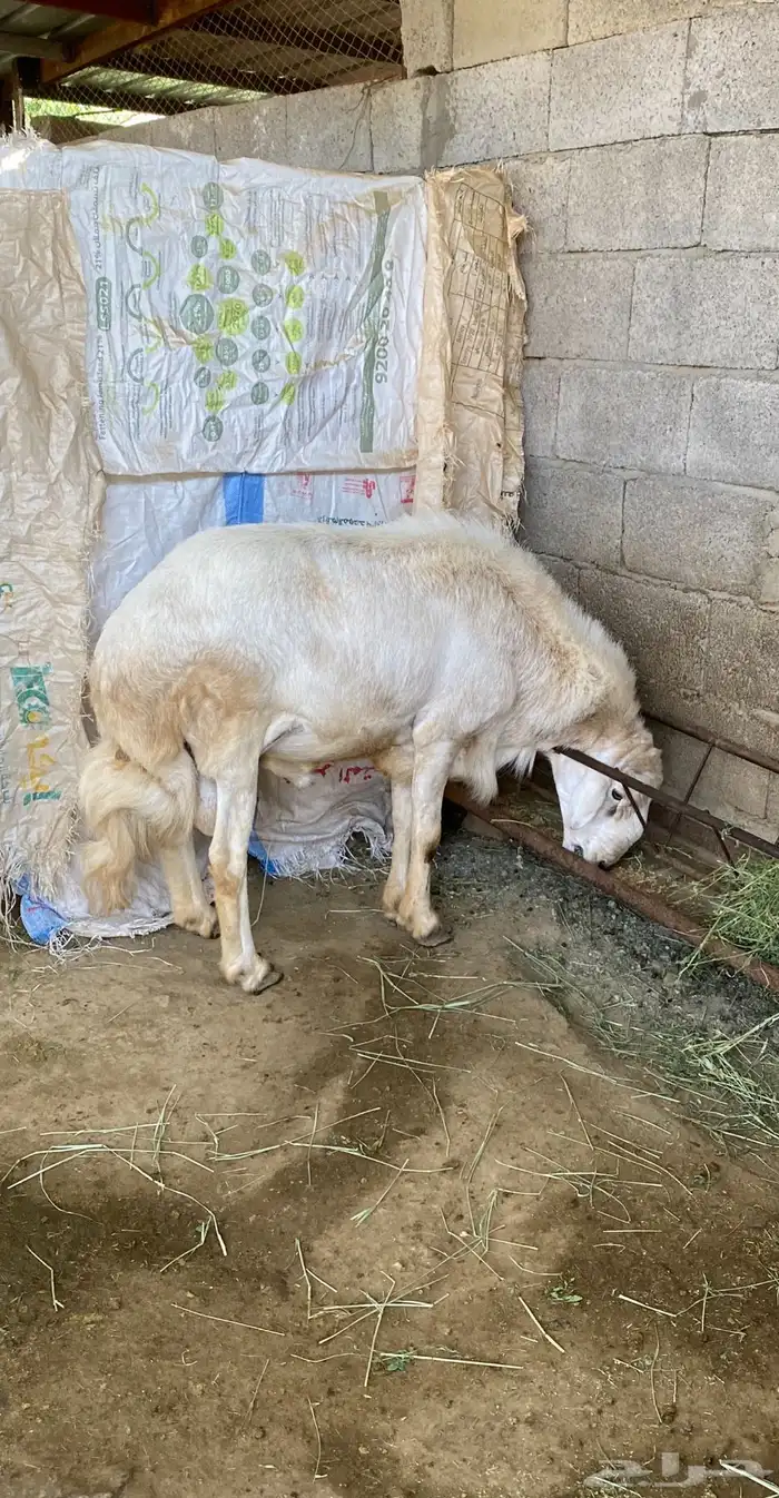 خروف فحل من حلال شهران 1