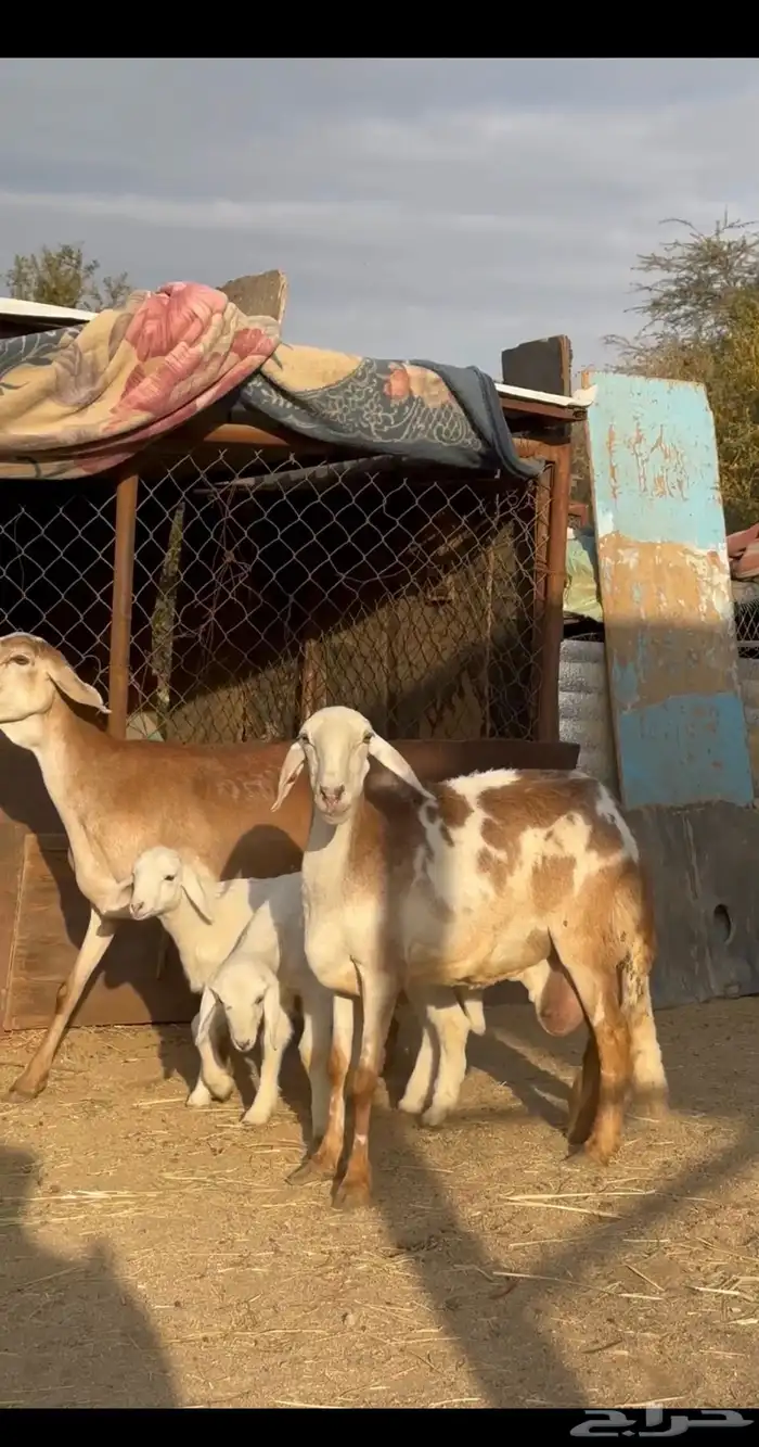 غنم درمانيه 1