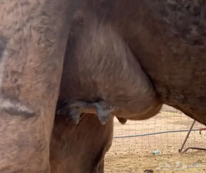 ضروبه طيبه 4