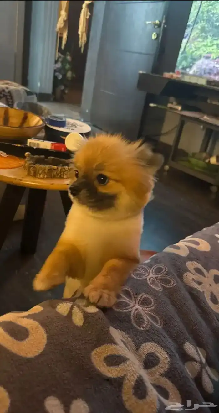 انثى بومورينيان تي كب تيدي فيس كلب محمول للمشاهير والاغنياء 0