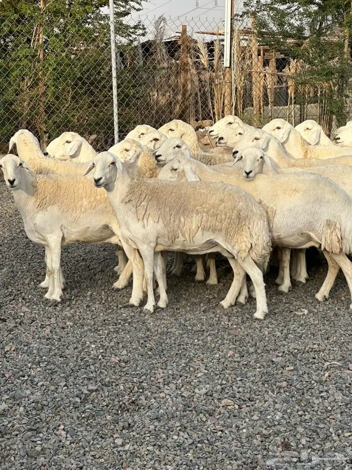 ضان حريات حرش صنف الصنف 15