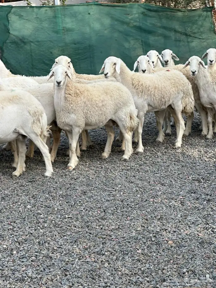 ضان حريات حرش صنف الصنف 50