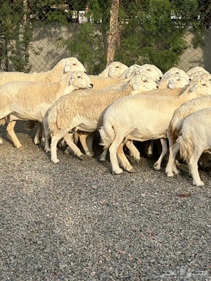 ضان حريات حرش صنف الصنف 37