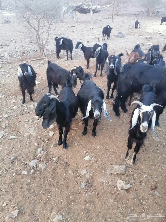 معزا مضاريع 5