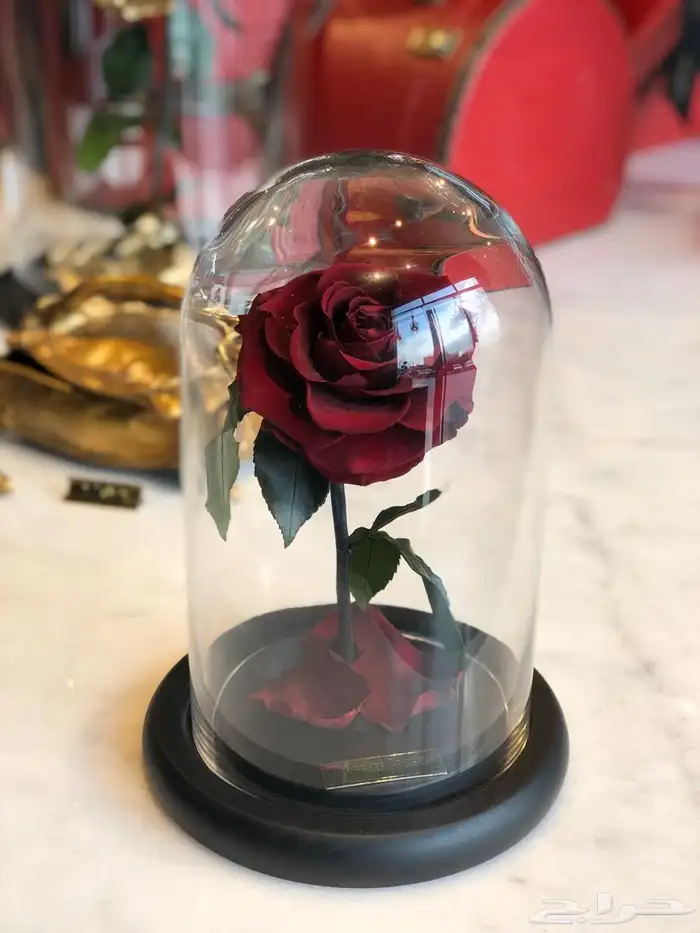 تقبيل محل ورد 17