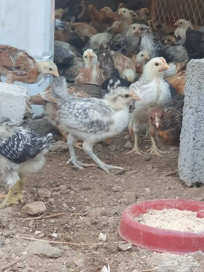 صوص بلدي وفيومي 0