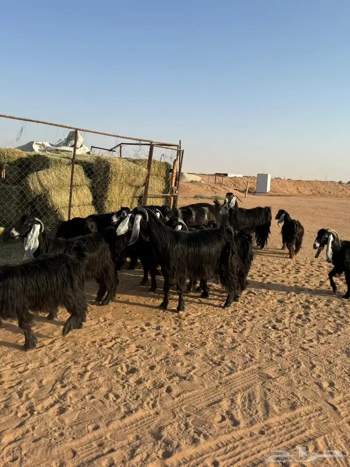 معزاء عوارض صنف 3