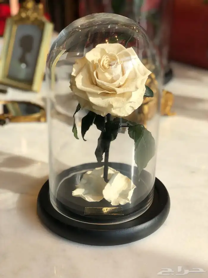 تقبيل محل ورد 18