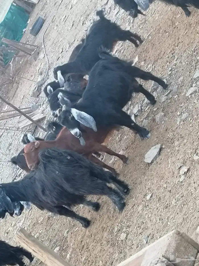 معزا مضاريع 1