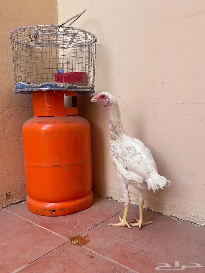 دجاج شاموا يباني 5