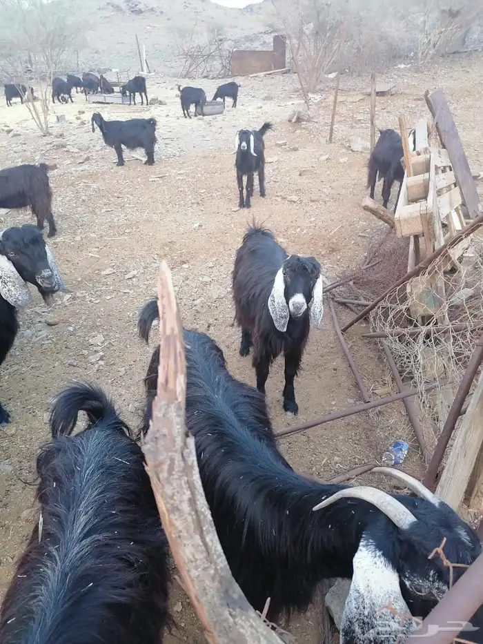 معزا مضاريع 4