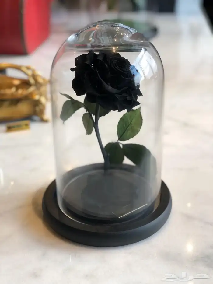 تقبيل محل ورد 19