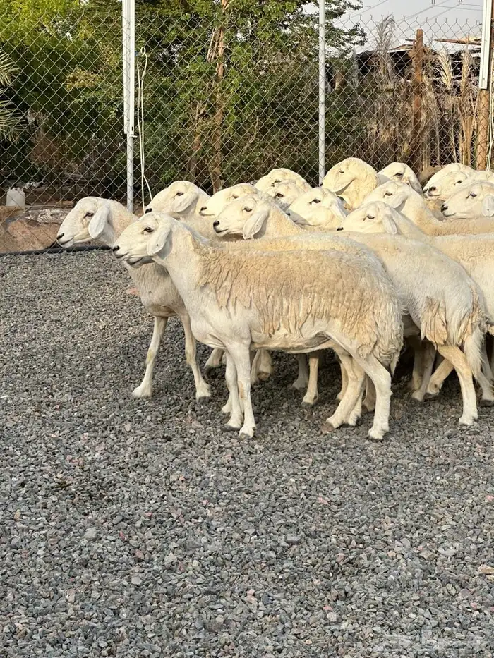 ضان حريات حرش صنف الصنف 47