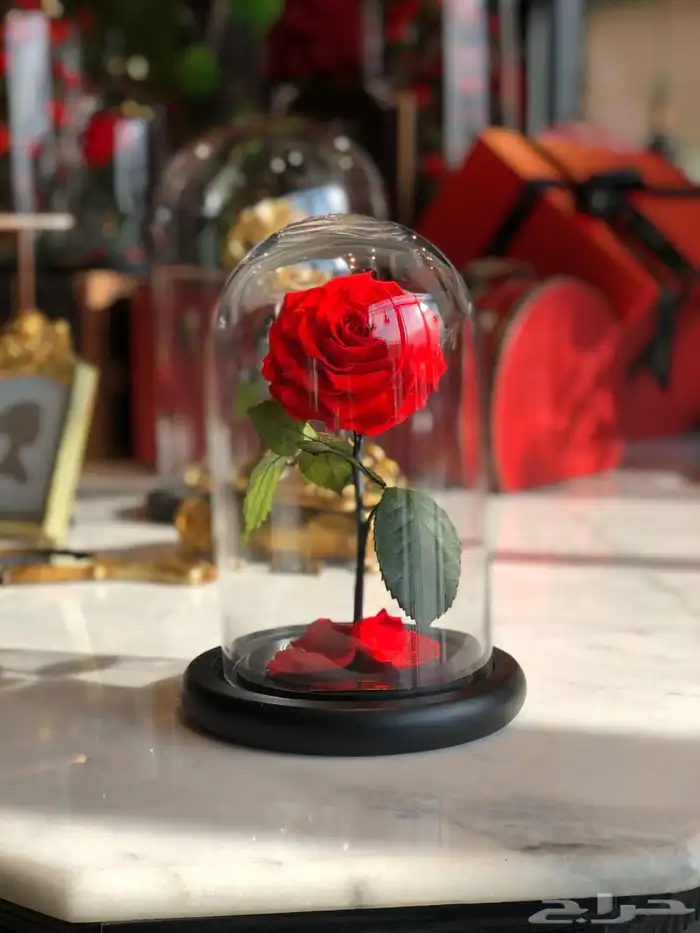 تقبيل محل ورد 21