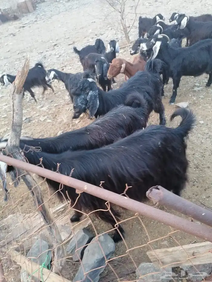 معزا مضاريع 6