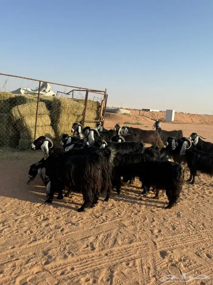 معزاء عوارض صنف 11